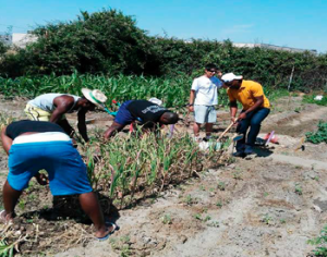 Tejiendo redes para el desarrollo de la agricultura social inclusiva