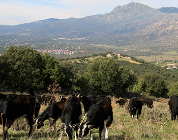 Un Rebaño Municipal de Cabras en el Parque Nacional de la Sierra de Guadarrama