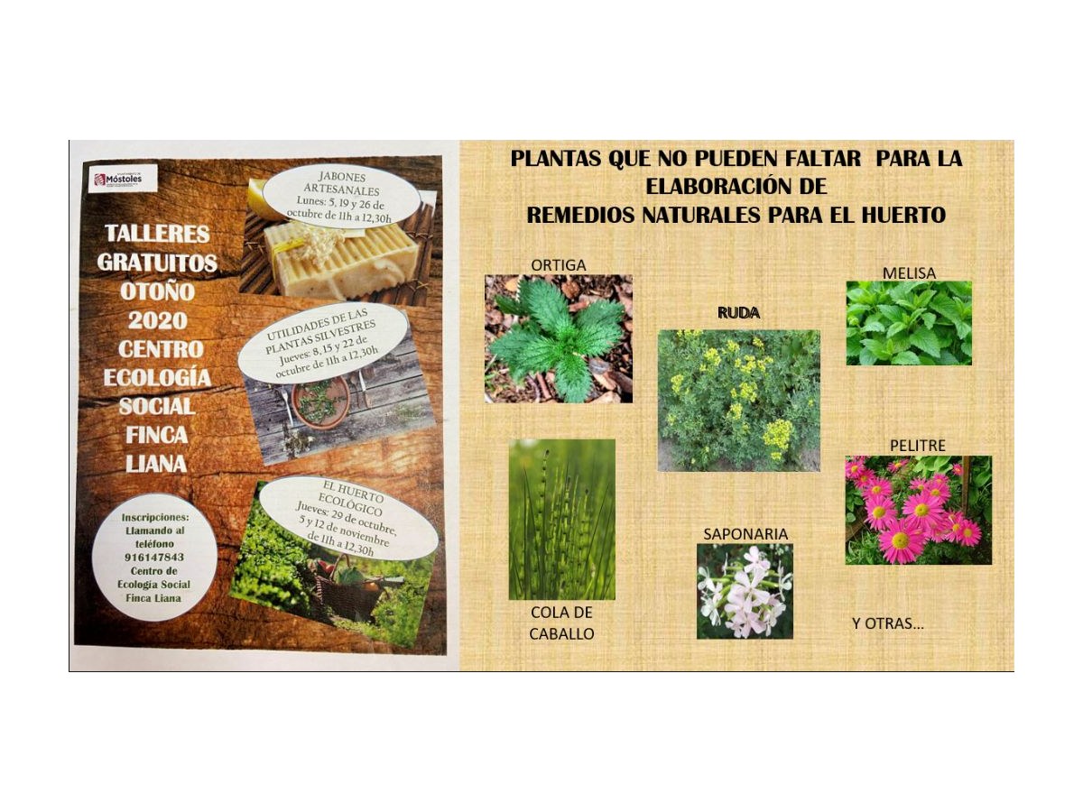 Primera página de Talleres para adultos de aplicación en el huerto ecológico: utilidades de las plantas silvestres y jabones artesanales